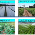 Conseil Agriculture