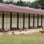 Accompagnement Mise en place de ferme / Plantation