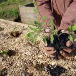 Le biochar activé