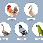 COUVEUSES :  INCUBATEUR DE 256 OEUFS