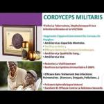 CORDYCEPS MILITARIS
